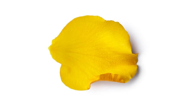 Petalos de Rosas - 3